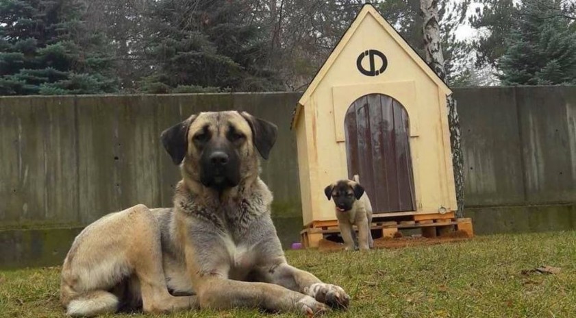 Rektör Çomaklı, sevimli köpek ailesini yuvasız bırakmadı